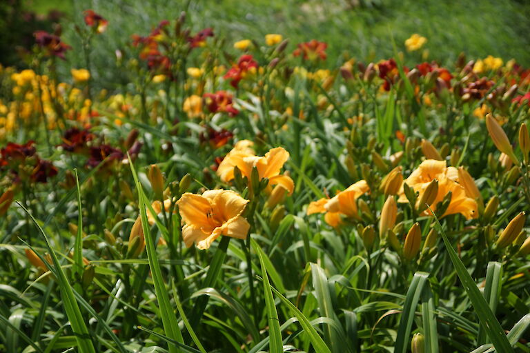 Hemerocallis