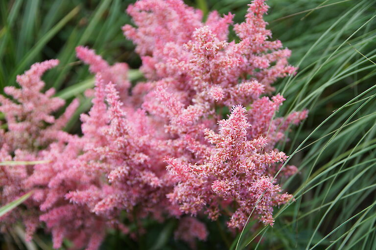 Astilbe