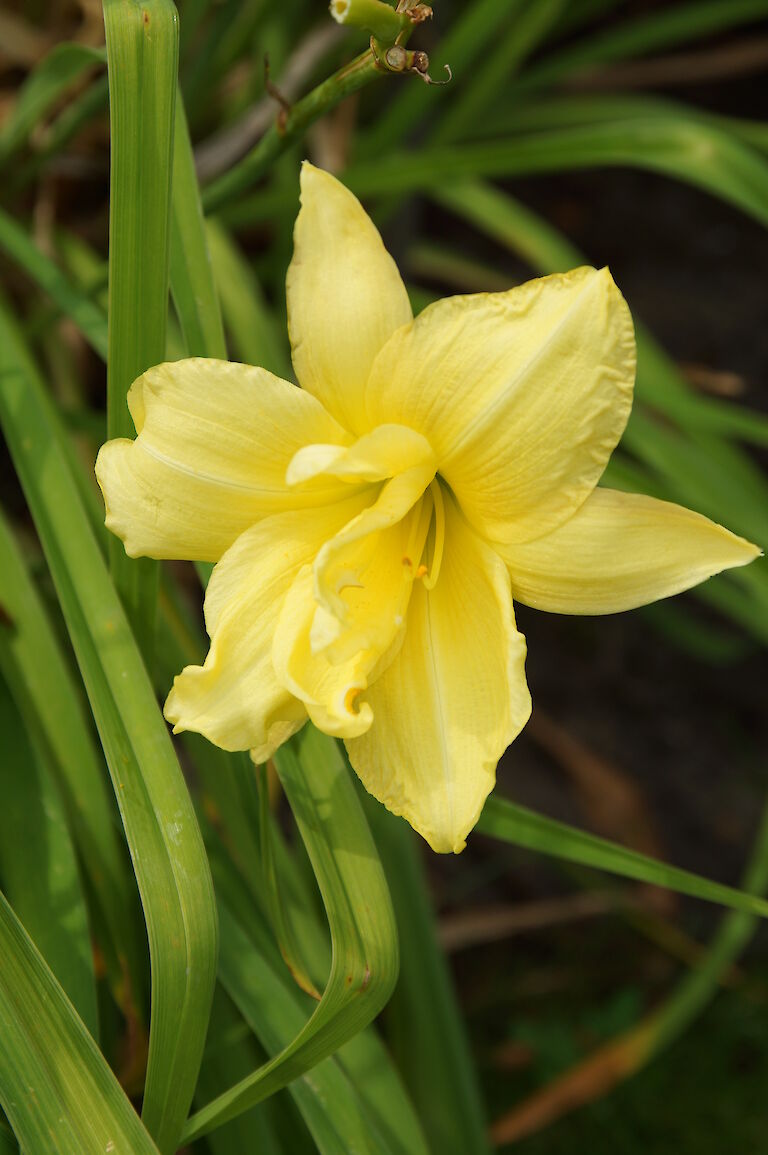 Hemerocallis 'Double Gardenia'