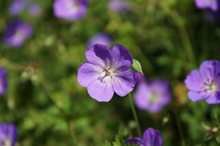 Geranium 'Rozanne'