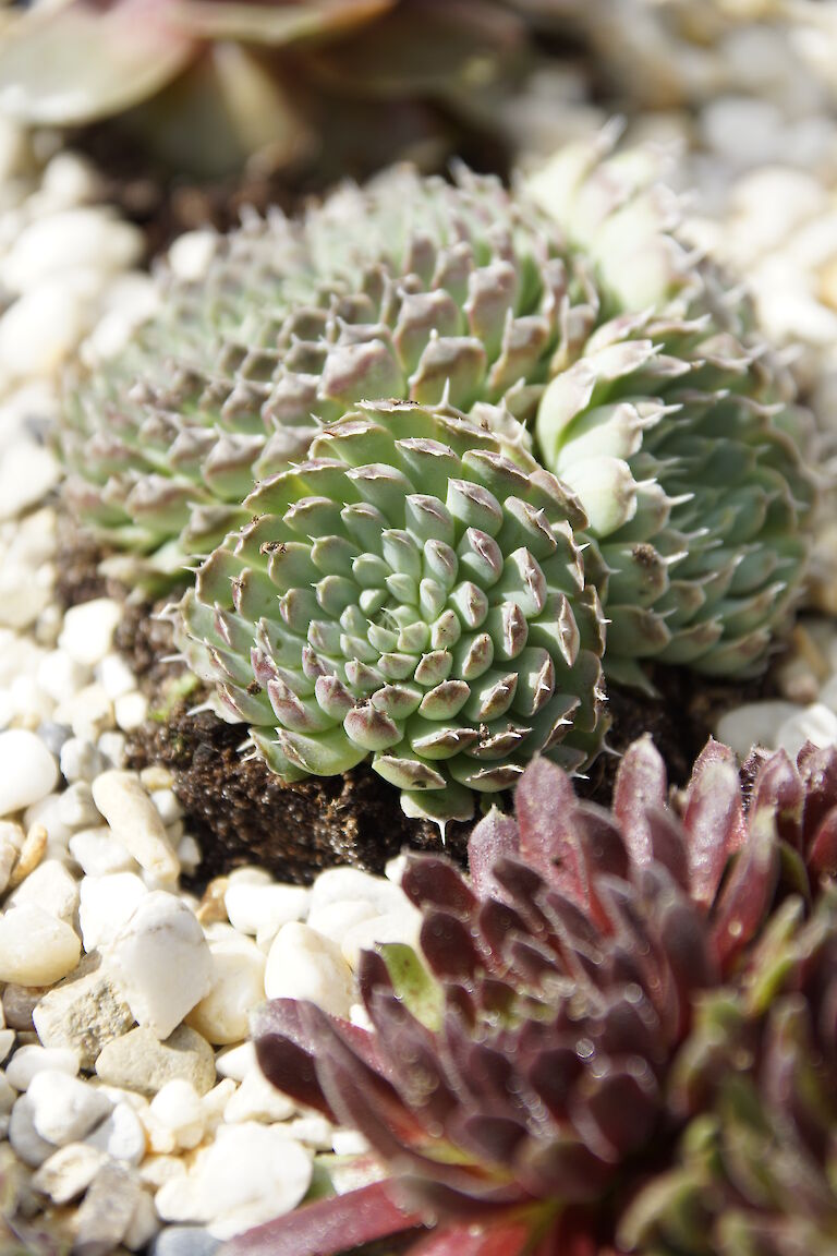 Sempervivum