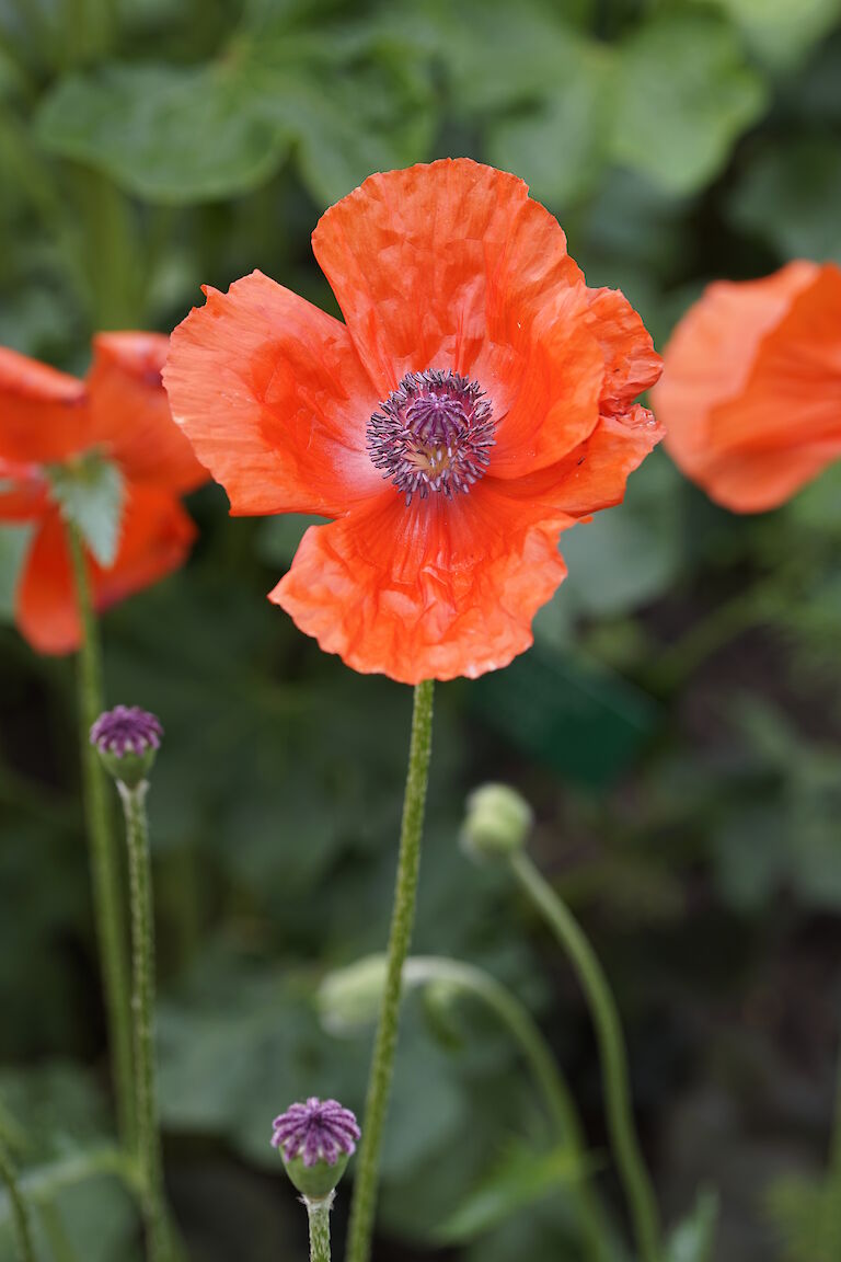 Papaver