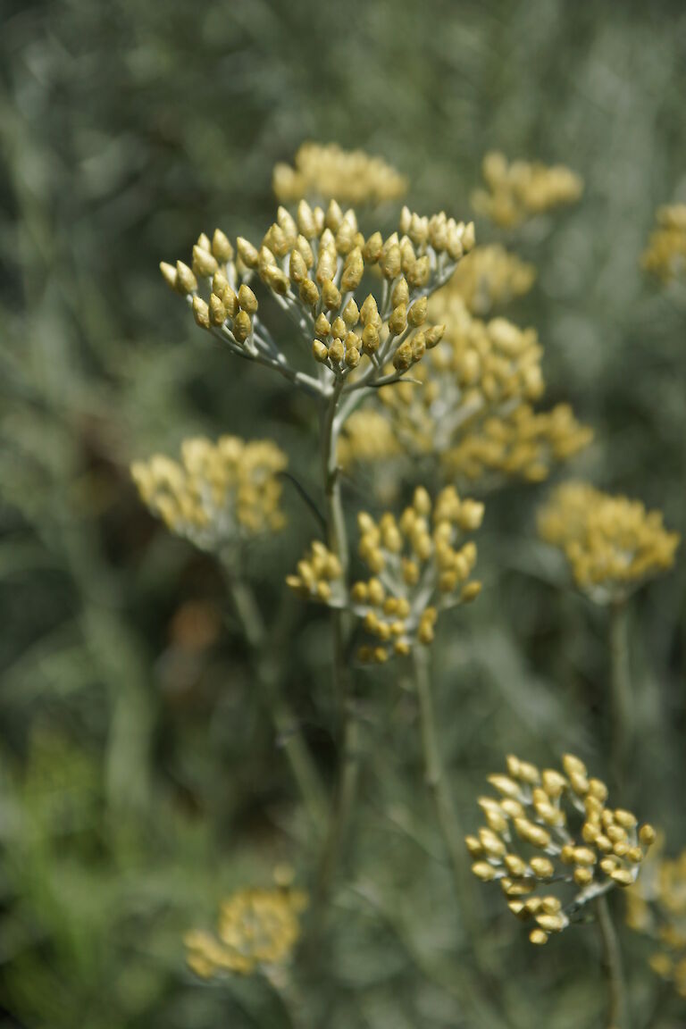 Helichrysum italicum