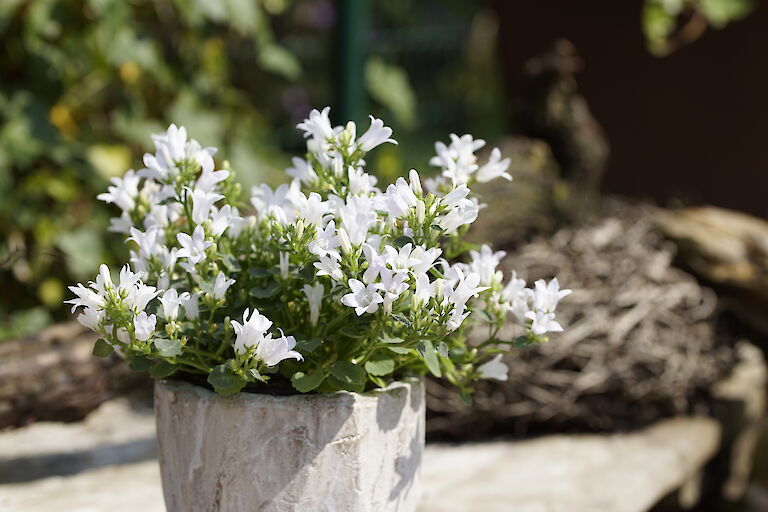 Campanula weiß