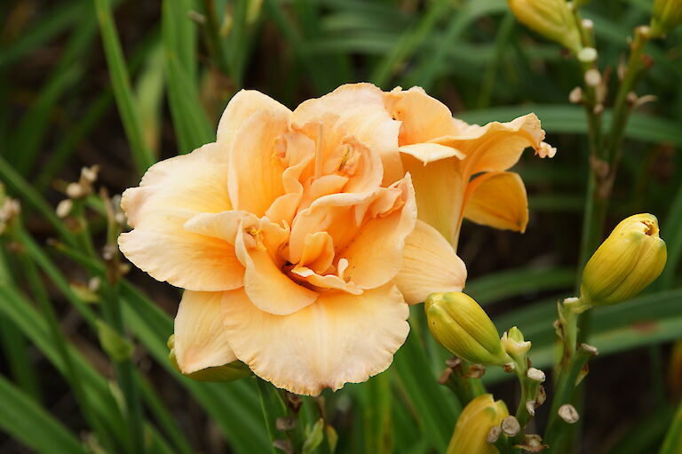 Hemerocallis 'Isabel Marraffi'