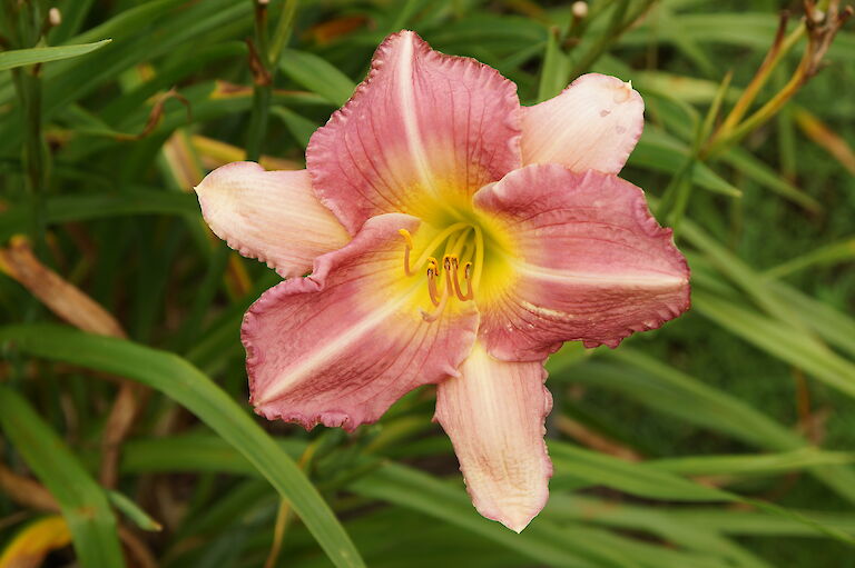 Hemerocallis 'Ocean Rain'