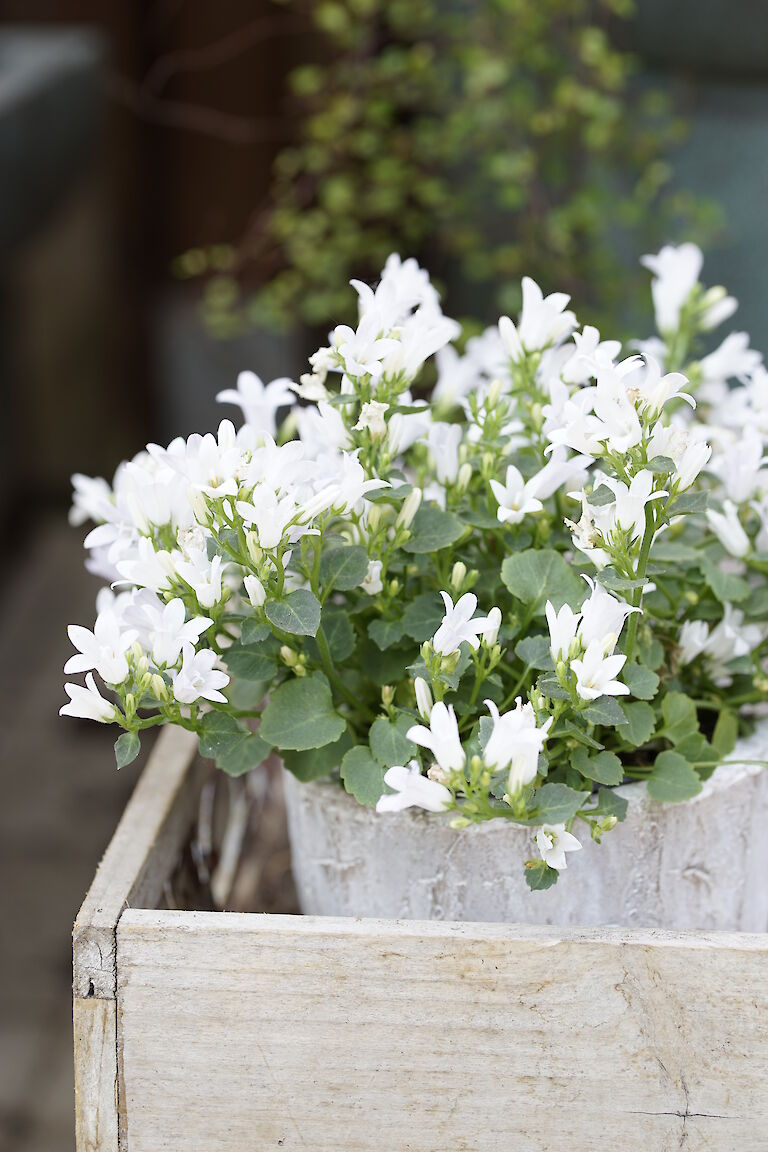 Campanula weiß