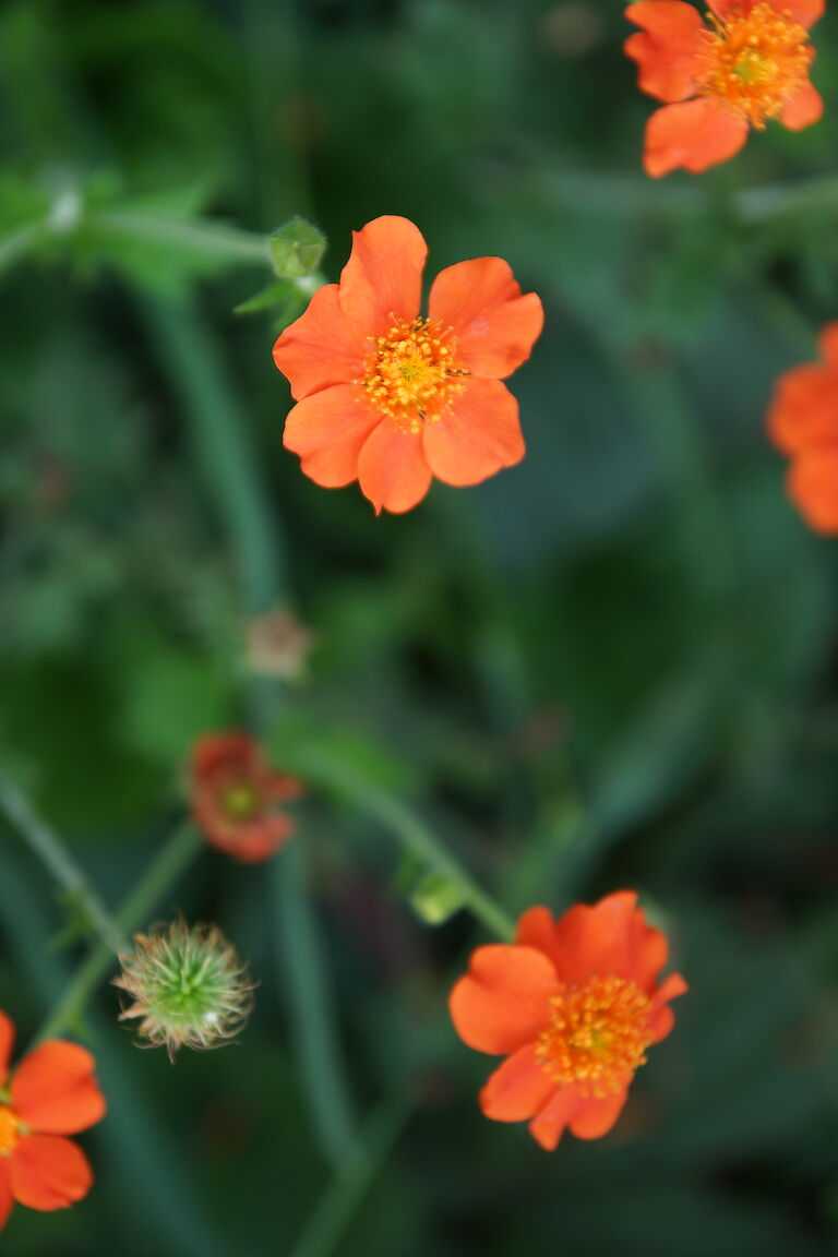 Geum