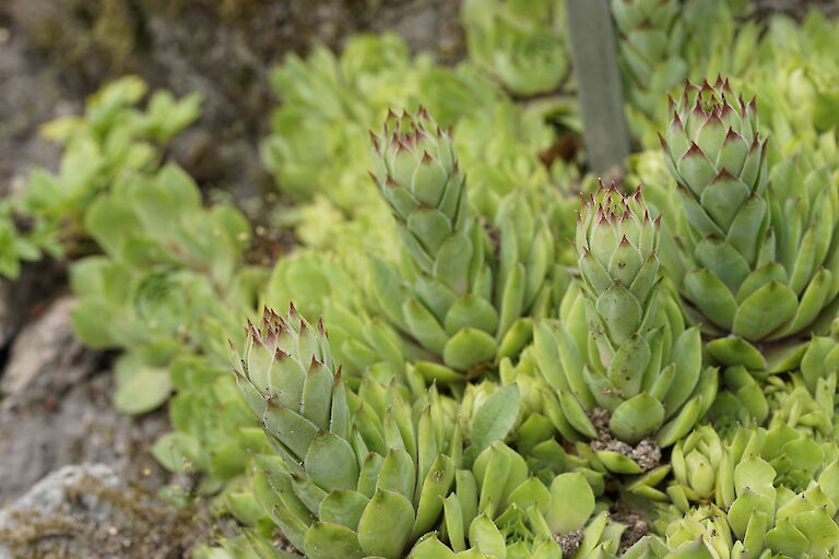 Sempervivum montanum