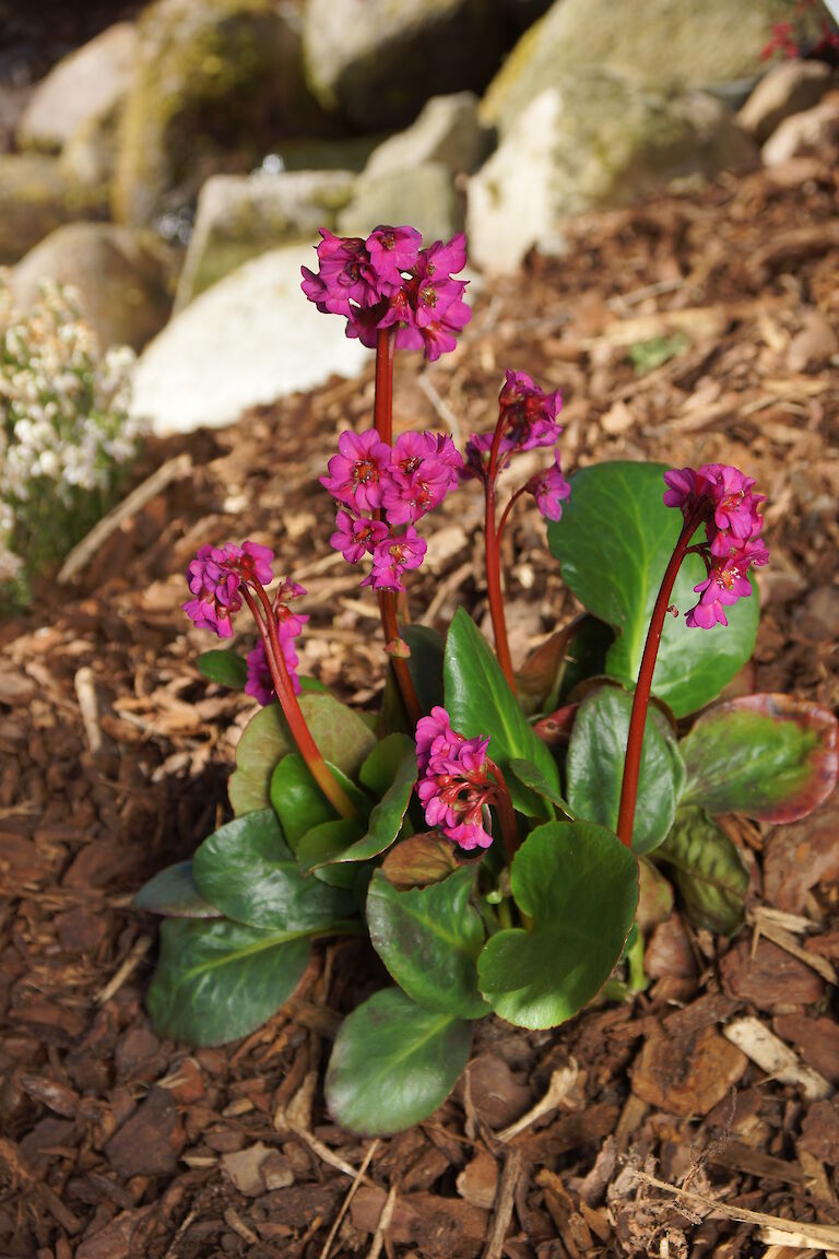 Bergenia cordifolia 'Eroica'