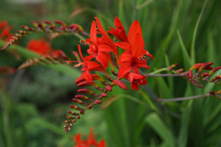 Crocosmia