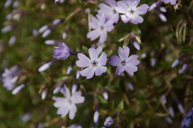 Phlox subulata 'Emerald Cushion Blue'