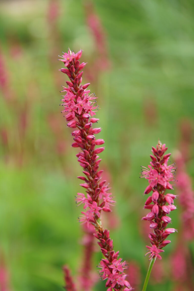 Polygonum