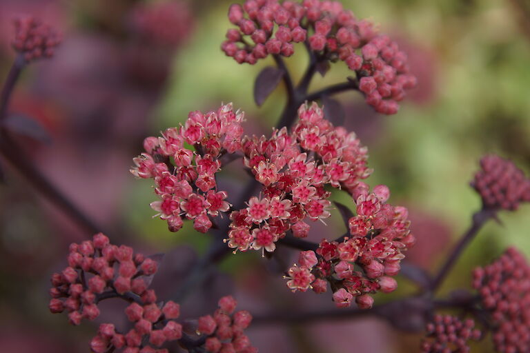 Sedum 'Karfunkelstein'