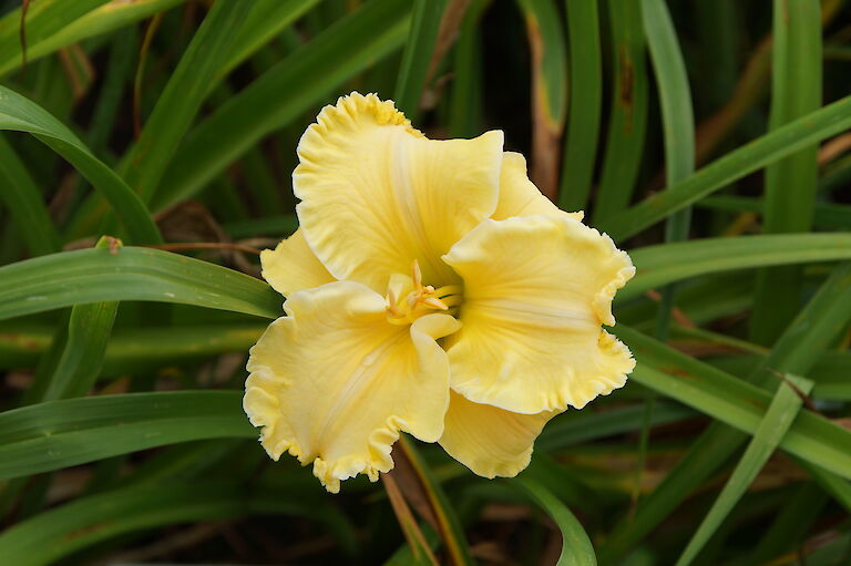 Hemerocallis 'Sweet Temptation'