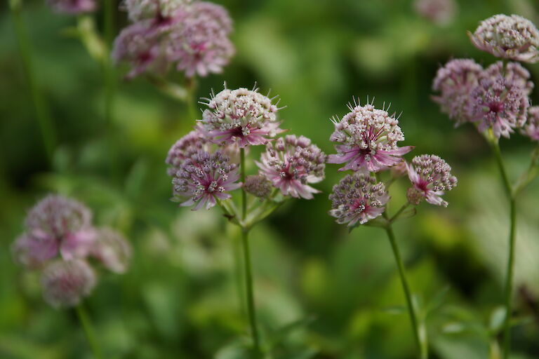 Astrantia major