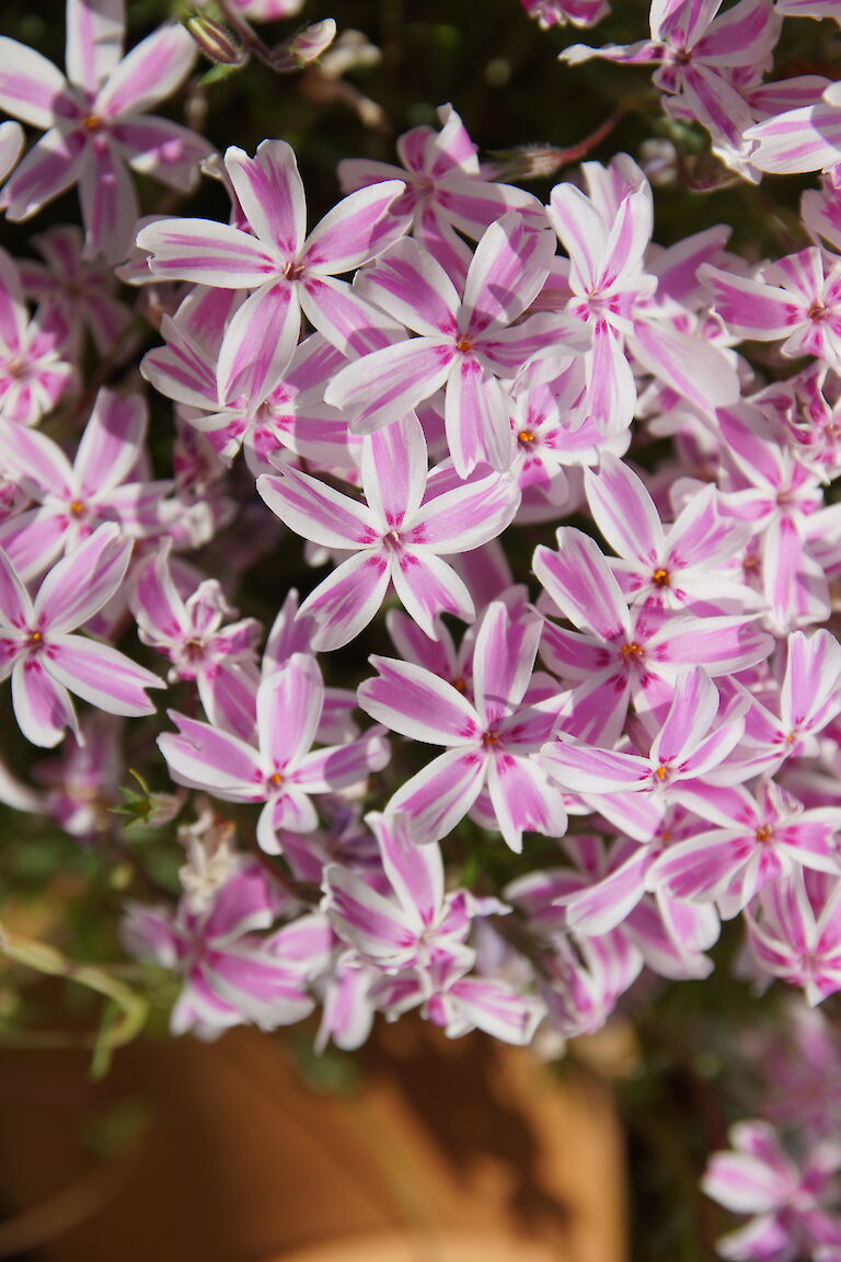 Phlox subulata 'Tamaongalei'