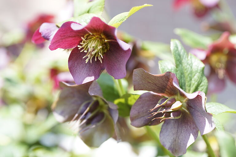 Helleborus