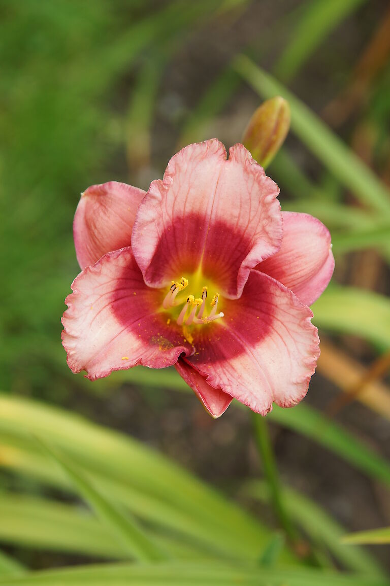 Hemerocallis 'Dragons Eye'