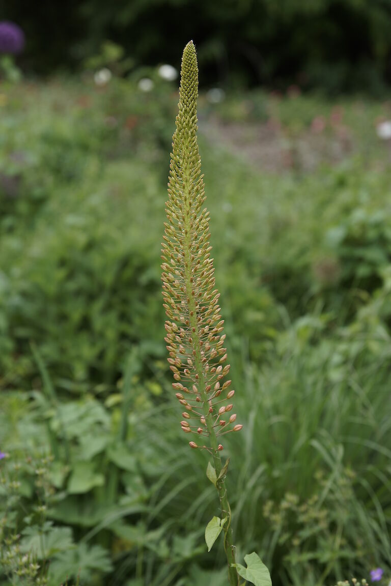 Eremurus stenophyllus