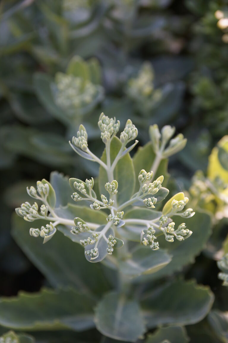 Sedum telephium 'Herbstfreude'