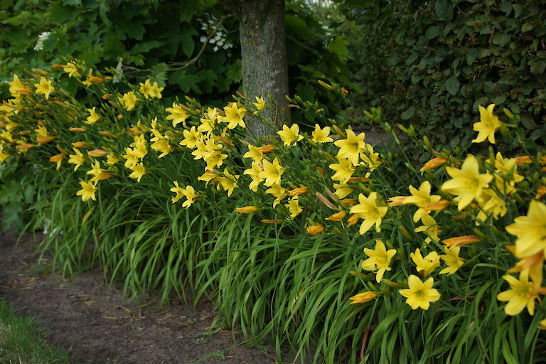 Hemerocallis