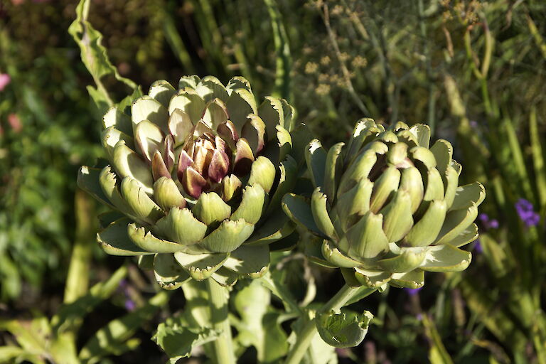 Cynara scolymus 'Imperial Star'