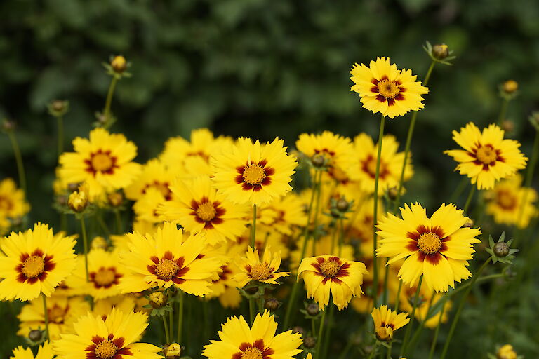 Coreopsis lanceolata Sterntaler