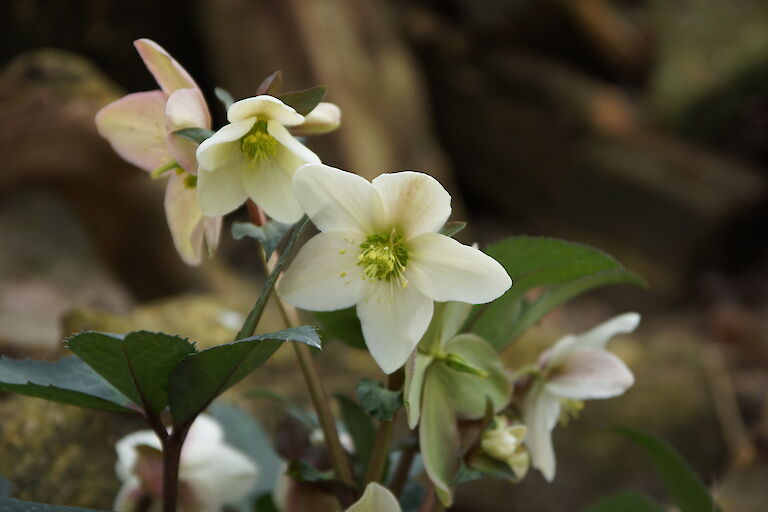 Helleborus 'Emma'