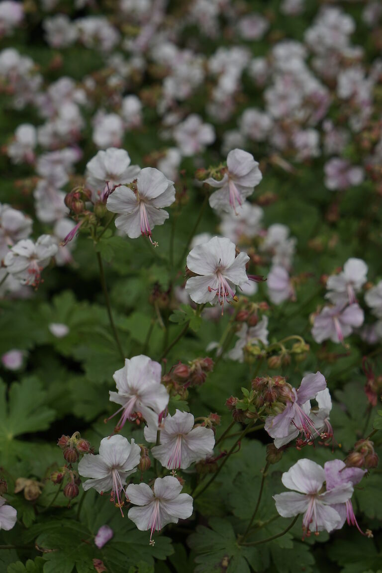 Geranium