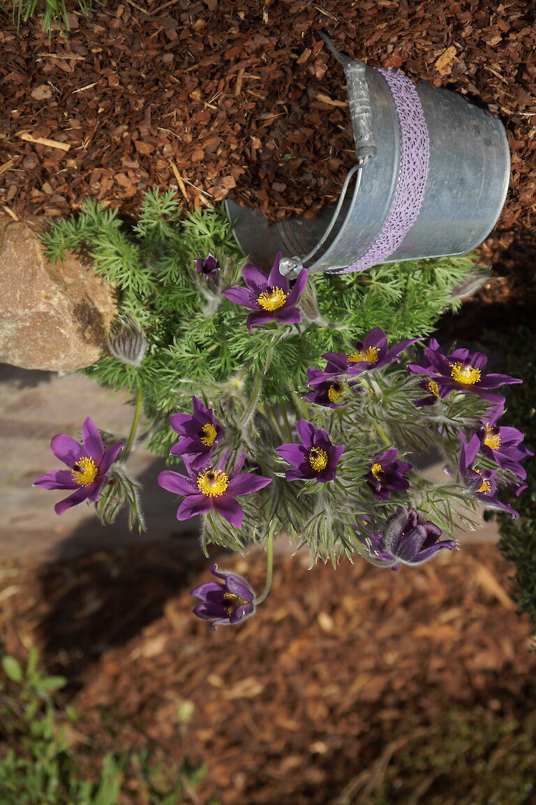 Pulsatilla vulgaris