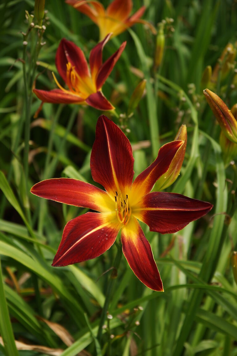 Hemerocallis