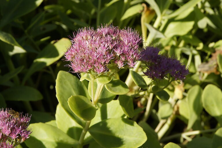 Sedum spectabile 'Brillant