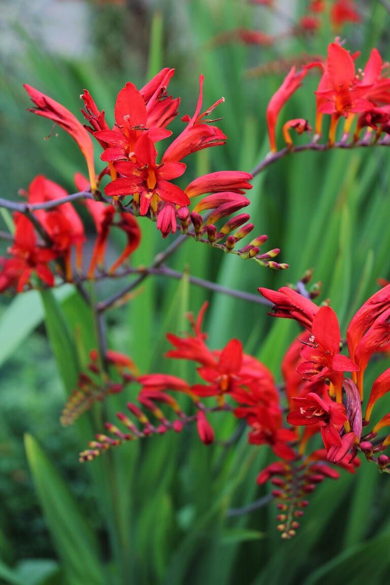 Crocosmia