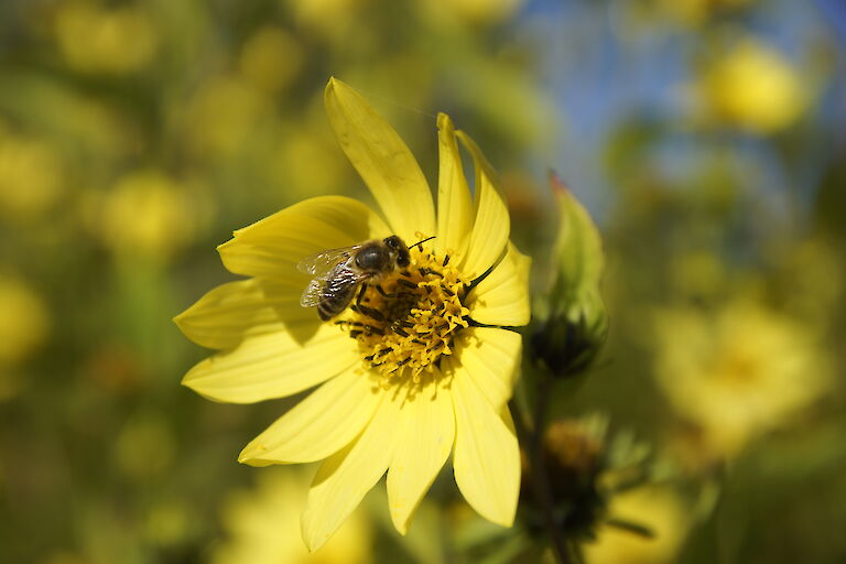 Helianthus Insekt