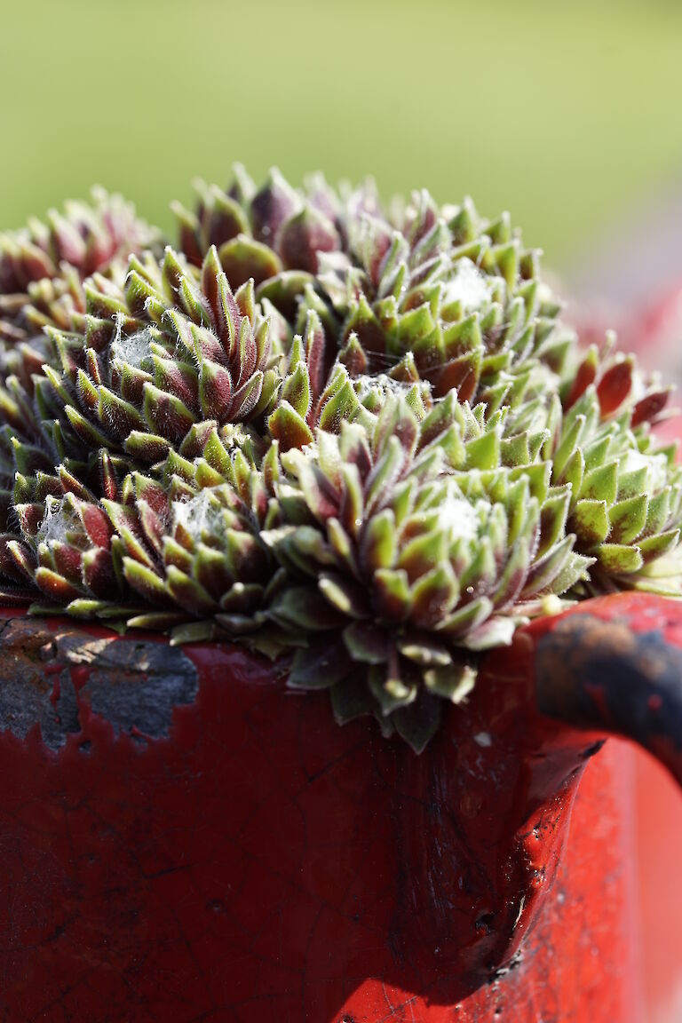 Sempervivum