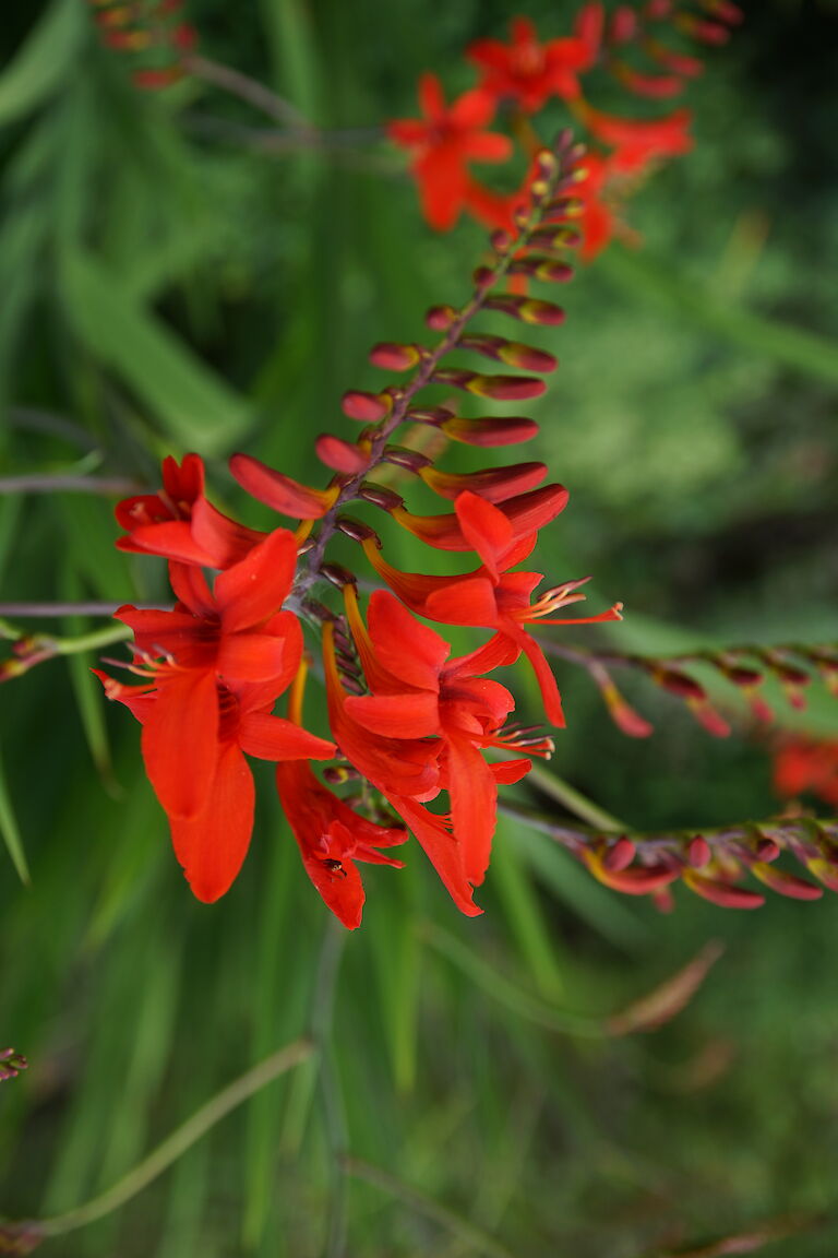 Crocosmia