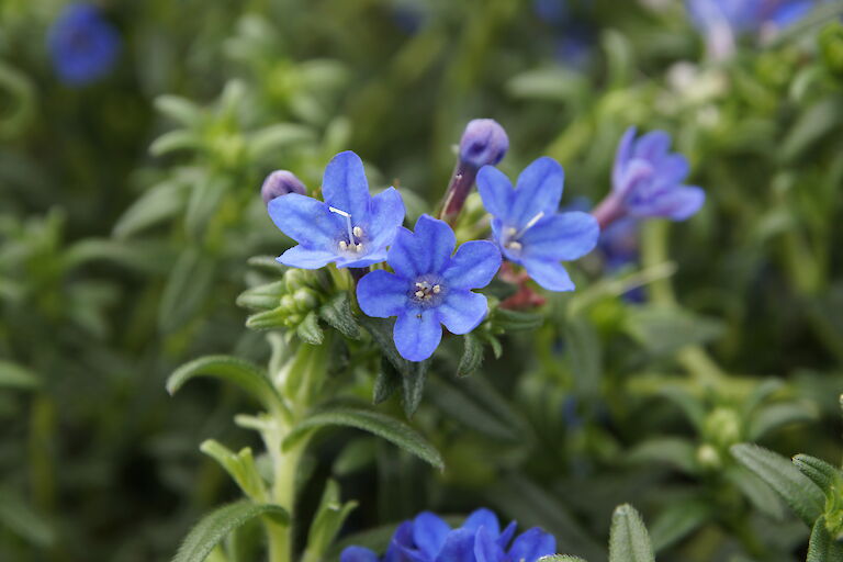 Lithodora diffusa 'Heavenly Blue'