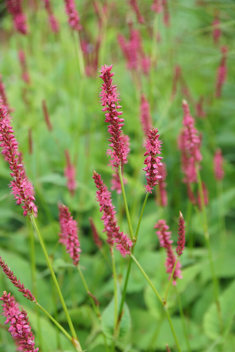 Polygonum