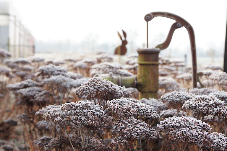 Sedum 'Herbstfreude' Winter