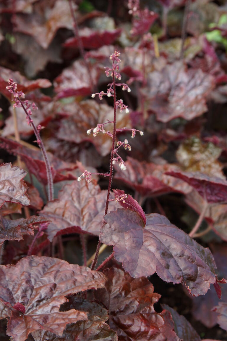 Heuchera