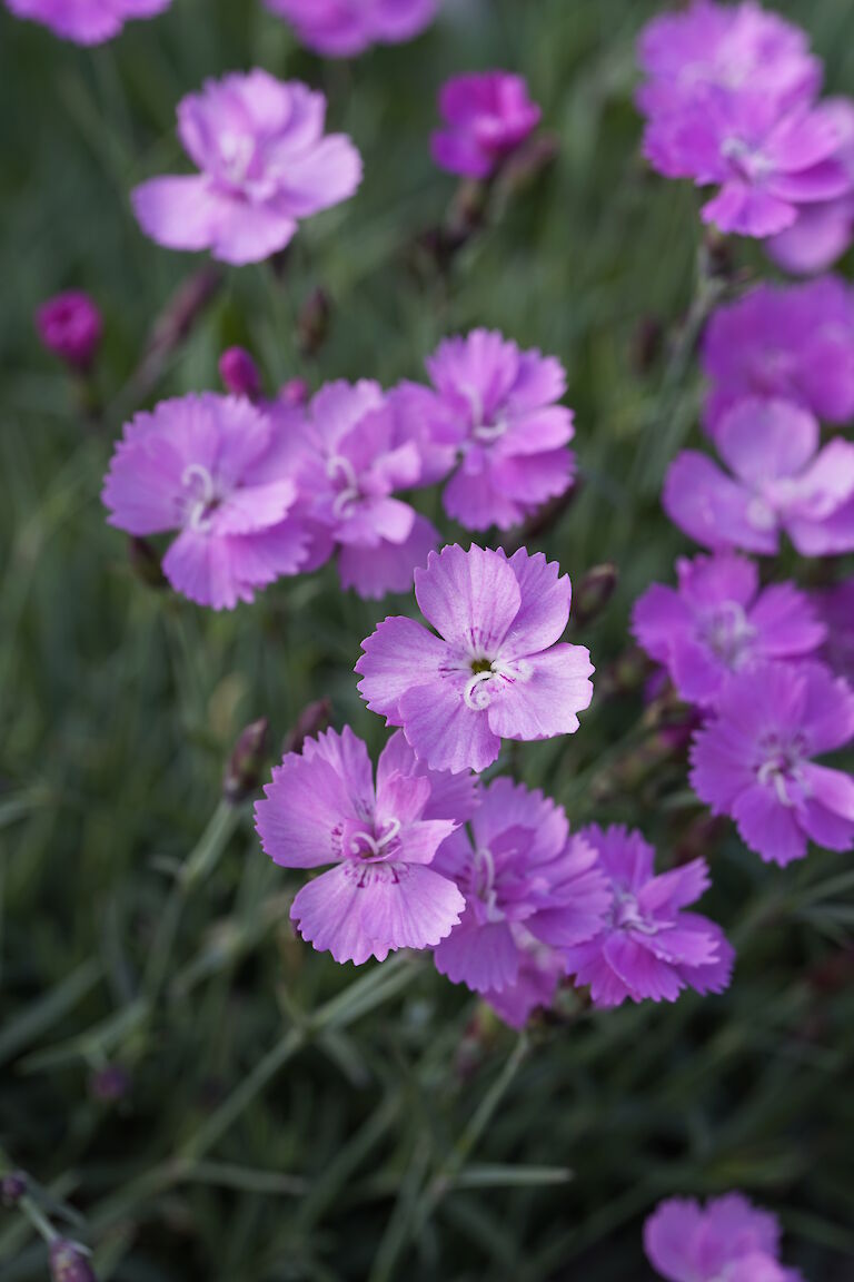 Dianthus gratianopolitanus Mirakel