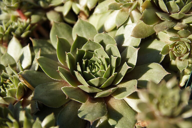 Sempervivium cultorum