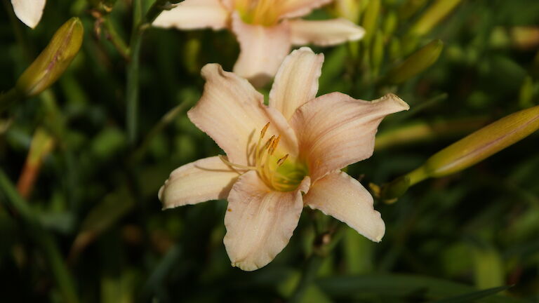 Hemerocallis Hybride 'Aten'