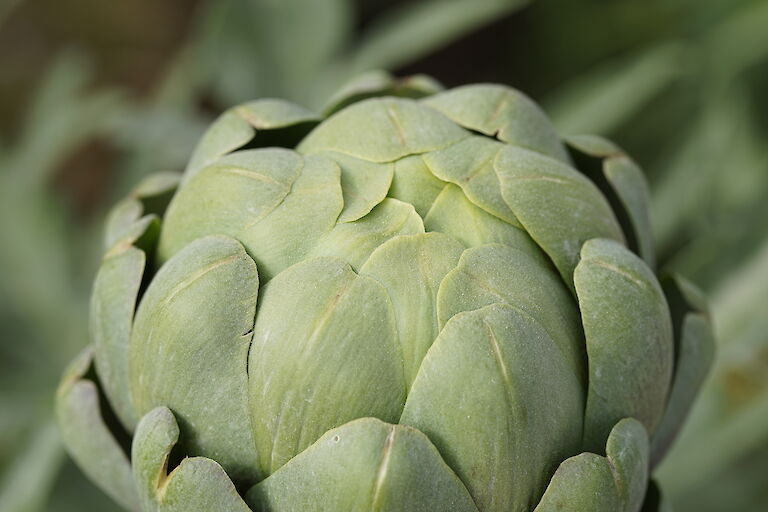 Cynara scolymus