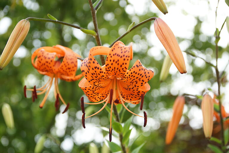 Lilium lancifolium 'Splendens'