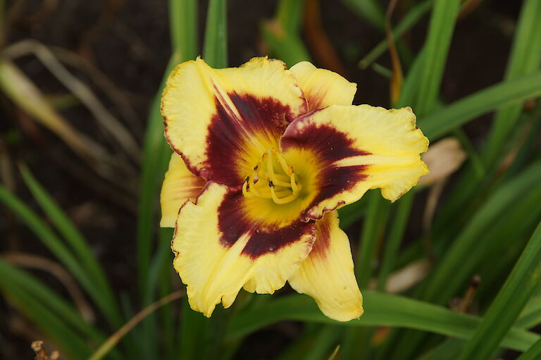 Hemerocallis 'Canary Chaos'