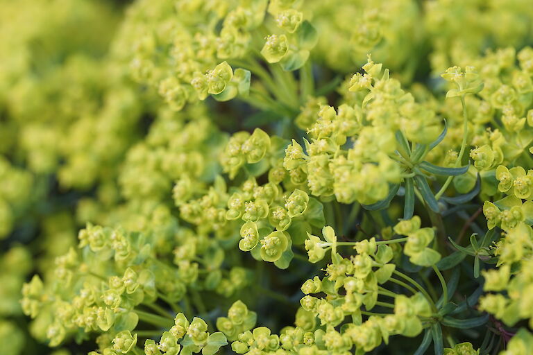 Euphorbia cyparissias Rubra