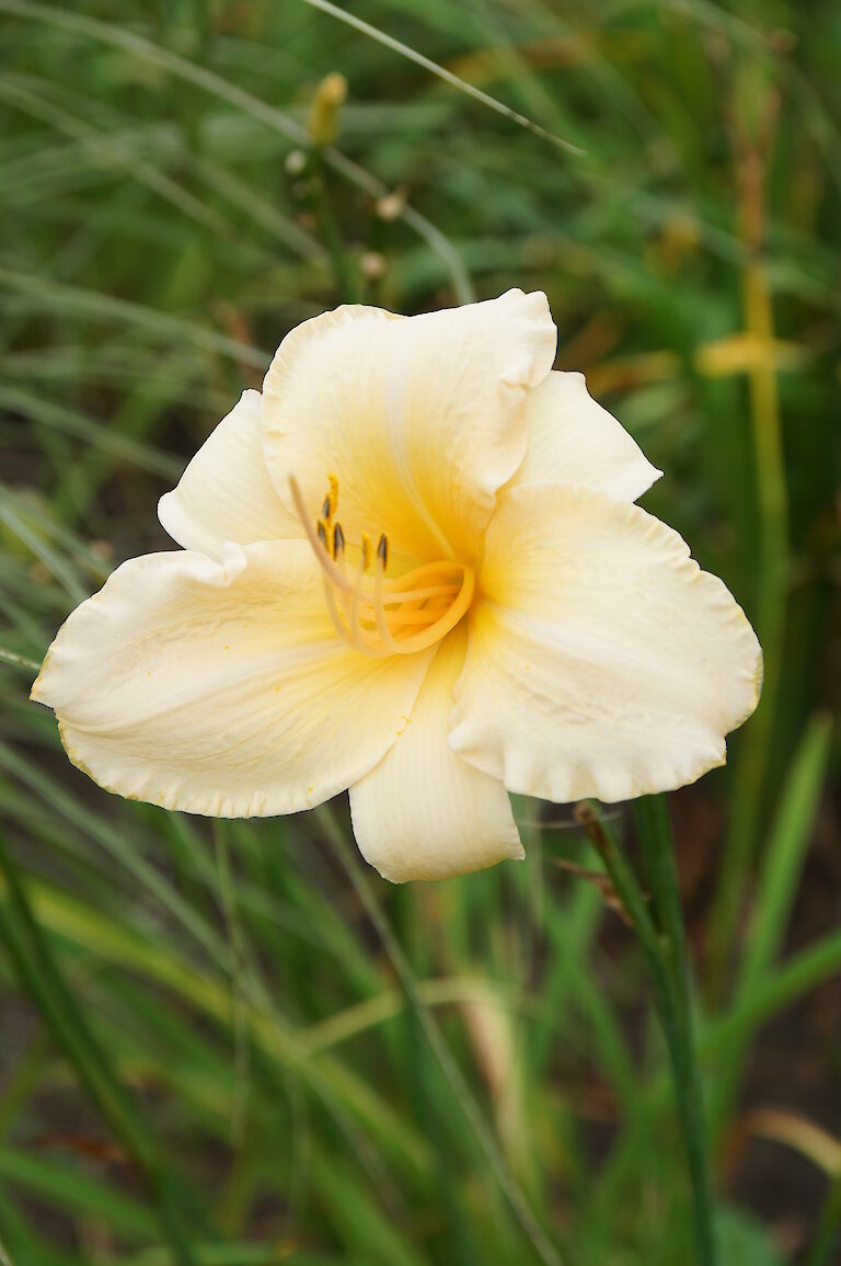 Hemerocallis 'Helle Berlinerin'