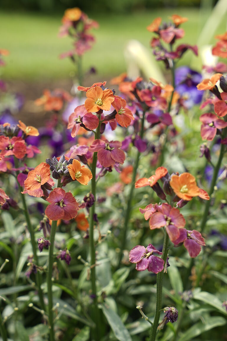 Erysimum pulchellum Bowles Mauve